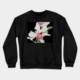 Close-up of an orchid plant Crewneck Sweatshirt